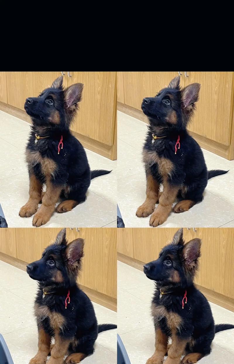 德牧幼犬价格是多少?如何判断其成长空间?