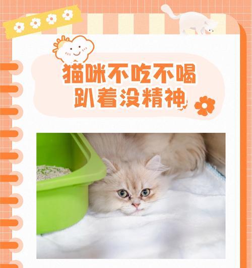 猫咪不吃猫粮且不活泼是怎么回事?可能的原因有哪些?