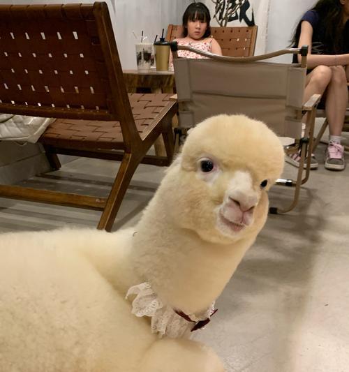 羊驼趴的含义是什么?