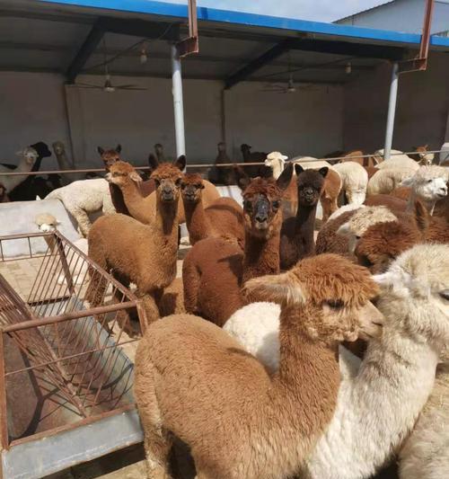 郑州允许养羊驼吗?目前的状况如何?