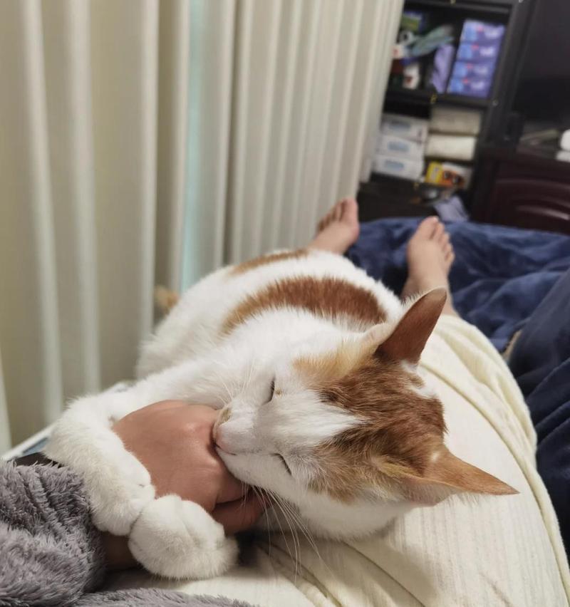 猫咪会吃泡沫猫粮吗?遇到这种情况应如何处理?