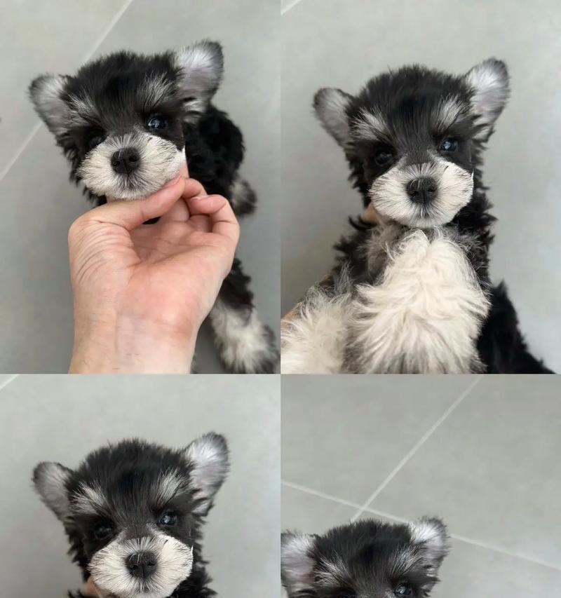 雪纳瑞幼犬何时开始驱虫?