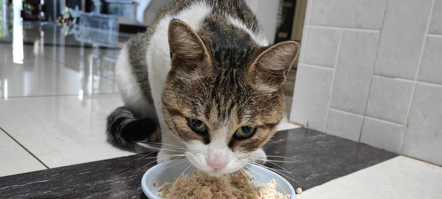 如果宠物猫各吃各的猫粮会有什么后果?