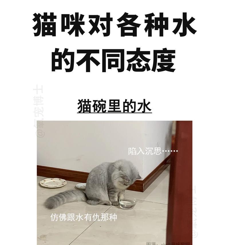 猫为何不喝猫粮旁的水？可能的原因是什么？