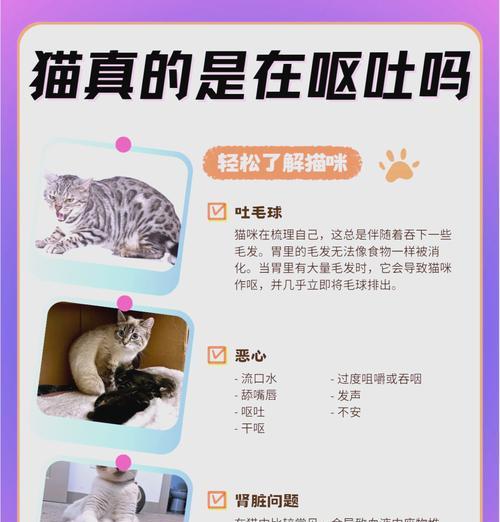 豹猫吃了猫粮后呕吐怎么办?原因是什么?