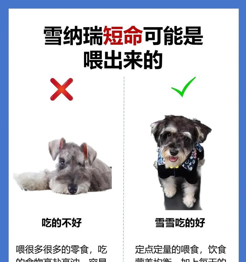 雪纳瑞每天应该喂多少湿粮?