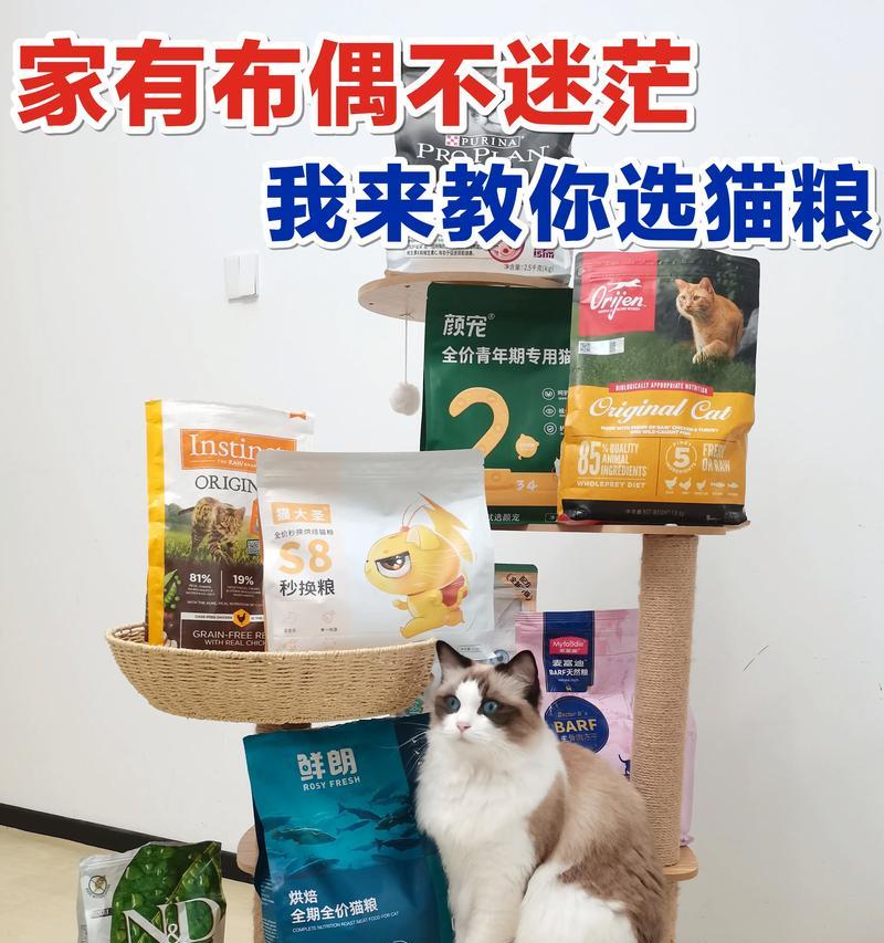 猫粮布偶长胖怎么办?如何控制猫咪的体重?