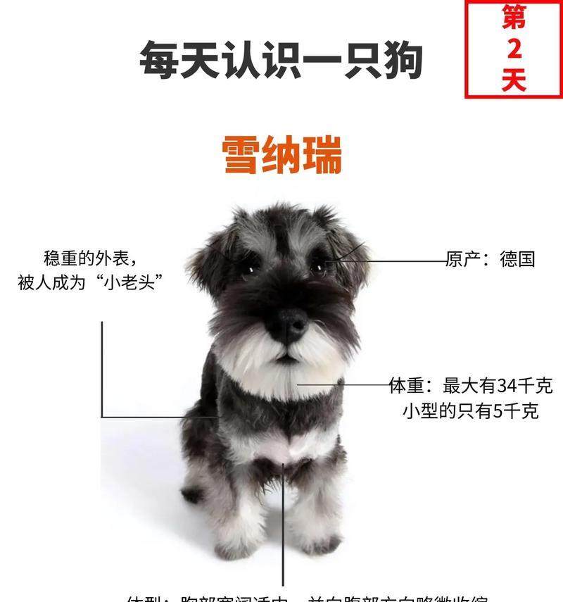 雪纳瑞冬季毛发修剪标准是多少毫米?