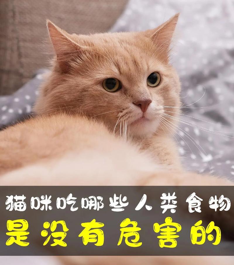 猫咪同时吃猫粮和饭食是否健康?原因是什么?