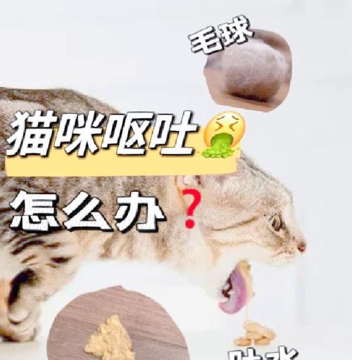 猫咪吐消化不了的猫粮怎么办?