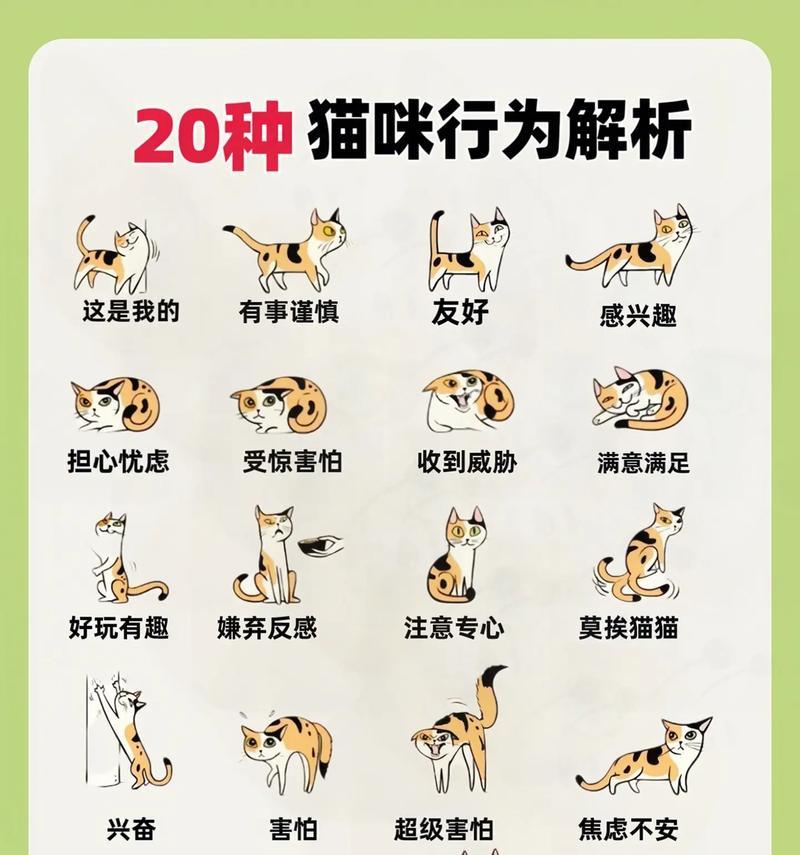小猫为何偷吃猫粮?如何防止这种行为?