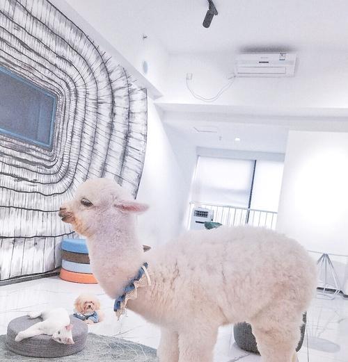 装扮羊驼链接怎么弄?操作步骤是什么?