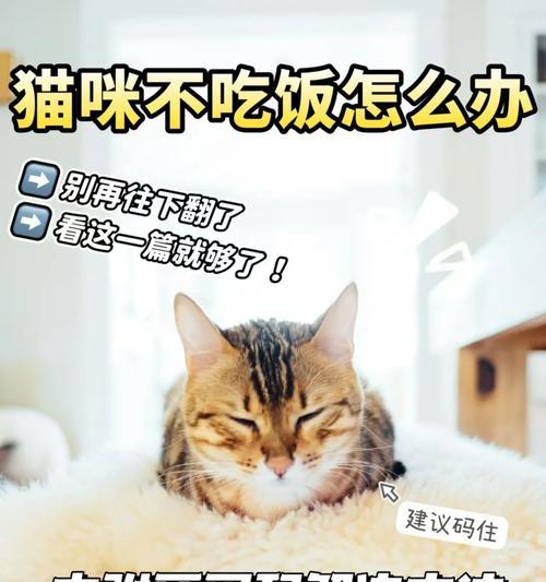 猫缺乏活力且拒绝进食的原因是什么?