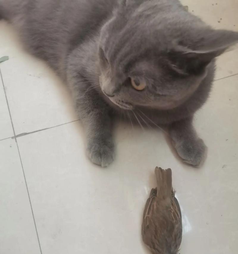 蓝猫吃了肉后拒绝猫粮该如何处理?