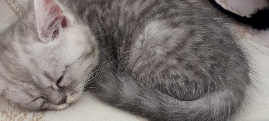 小猫为何在猫粮上睡觉并打呼噜?这是否正常?