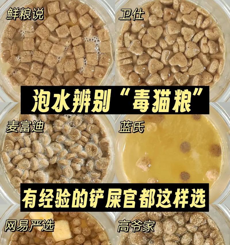 猫粮猫水碗放什么东西猫吃了健康？如何确保猫咪饮食的健康？