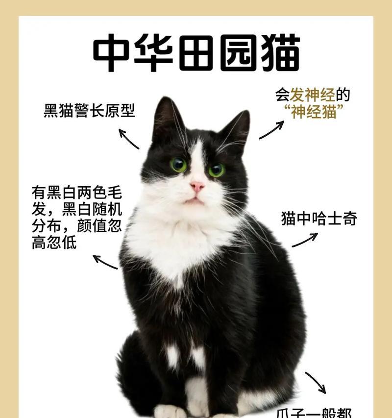 奶牛猫适合哪种价位的猫粮?正确的喂养方法是什么?