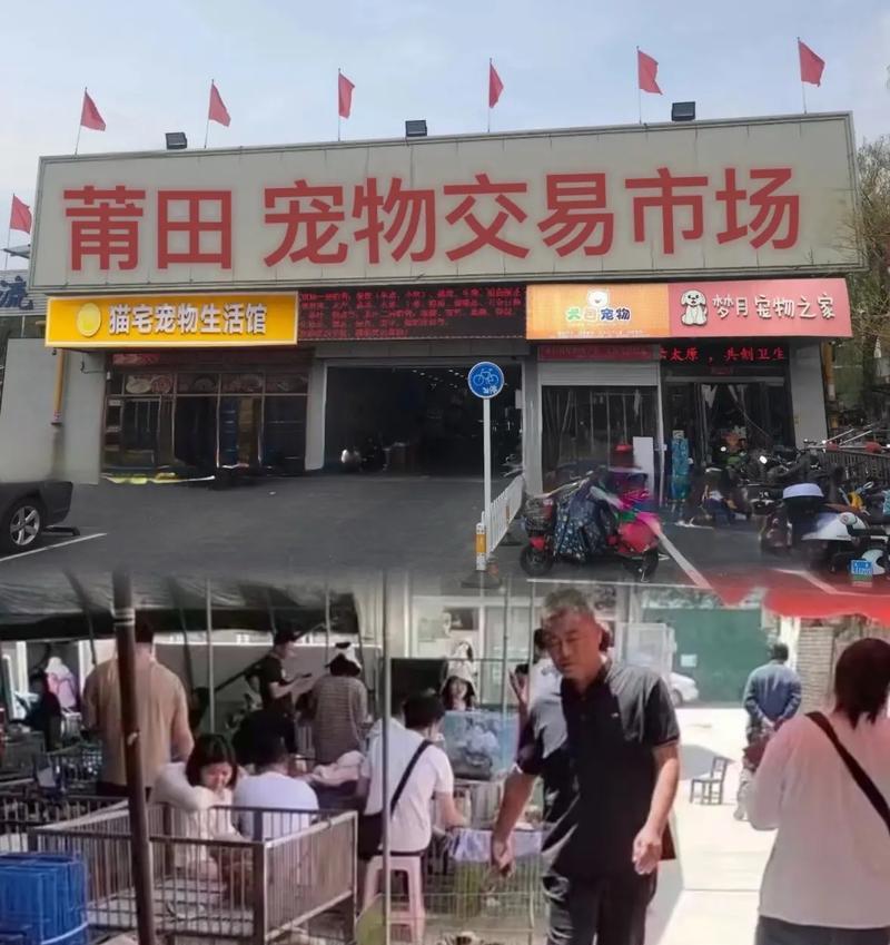 莆田市哪里有卖猫粮的店铺?