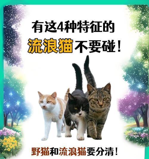流浪猫闻到猫粮会怎样反应?这是真的吗?