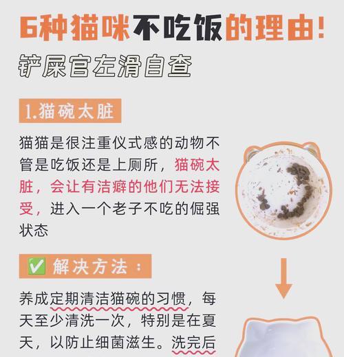 猫咪异食癖不吃猫粮是什么原因?