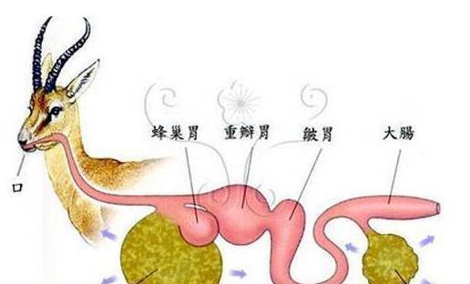 误食羊驼口水后应如何处理?