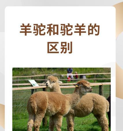 羊驼与骆驼的区别是什么?