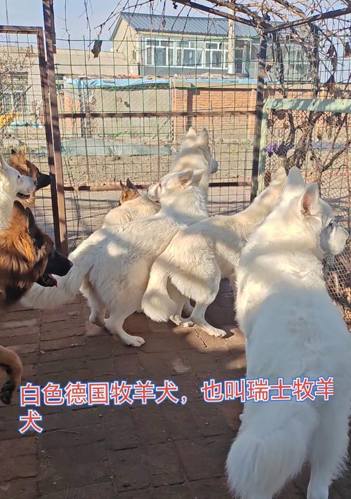 白德牧大狗多少钱一只