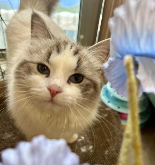 心粮猫的盛宴品质如何?适合哪些猫咪?