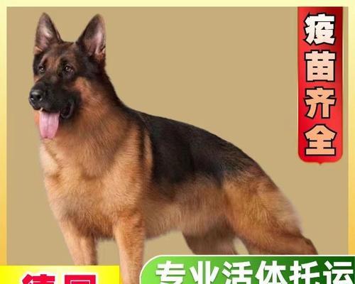 盘锦纯种德牧的价格是多少?购买时应注意什么?