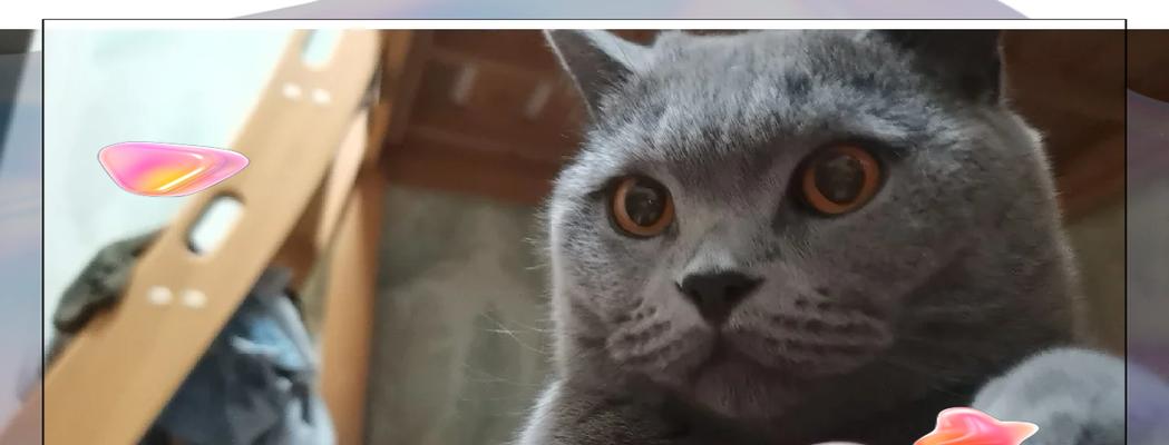 蓝莓猫怎么做猫粮的好吃?有哪些制作技巧?