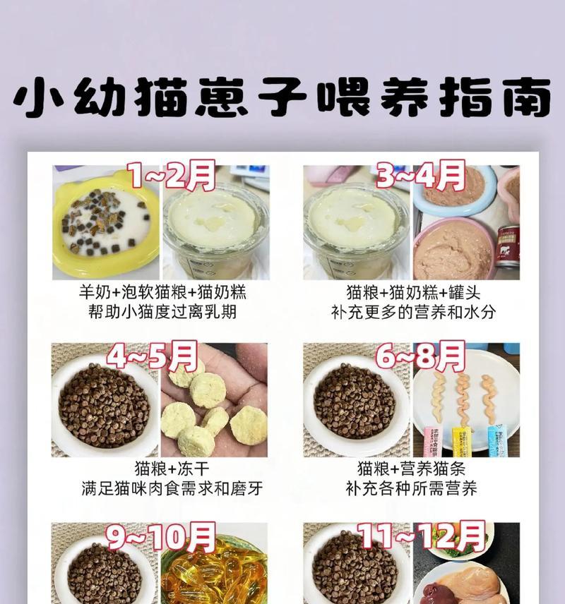 断奶的小猫咪应该吃什么?没有猫粮的情况下如何喂养?
