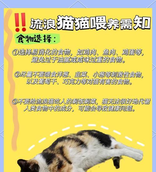 流浪猫被持续投喂猫粮会怎样?对它们有何影响?