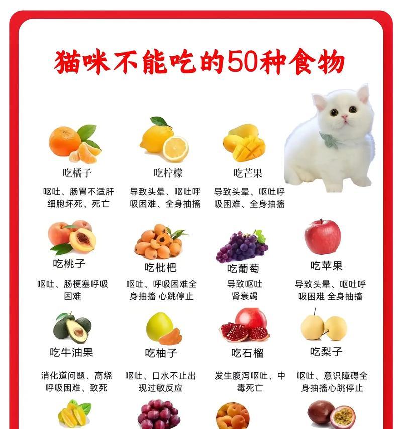 猫不是猫粮能吃什么食物?有哪些健康替代品?