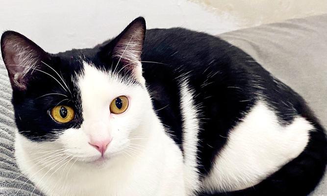 奶牛猫被主人喂猫粮了怎么办?如何处理奶牛猫的饮食问题?
