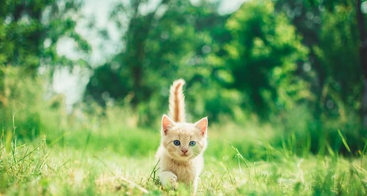 猫咪呕吐绿色粪便应如何处理?