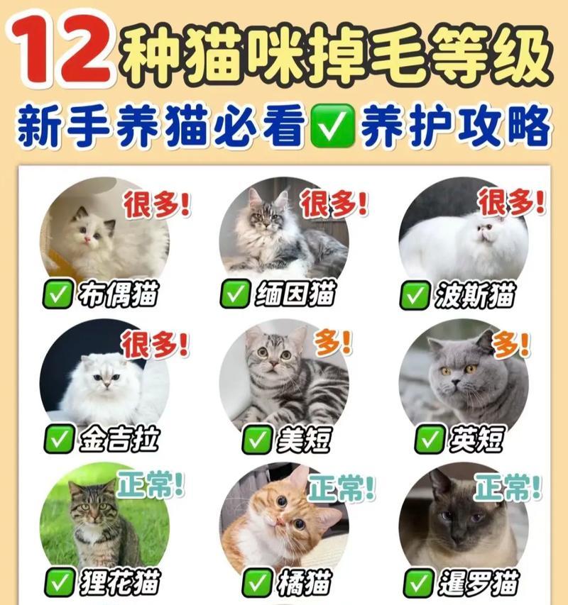 哪种猫粮可以减少猫咪掉毛?如何通过饮食改善猫咪毛发?