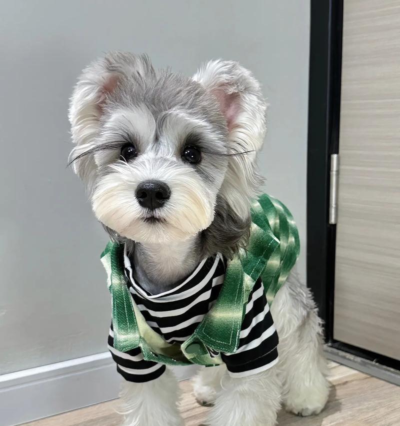 雪纳瑞狗毛的价格是多少?购买时需要注意什么?