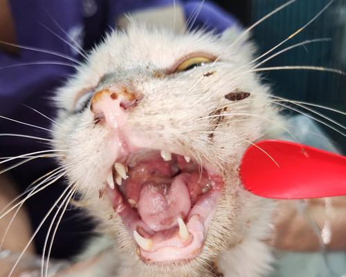 猫咪吃了猫粮嗓子沙哑是什么情况