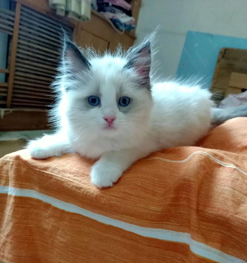 两个月大的布偶猫应该吃什么猫粮?