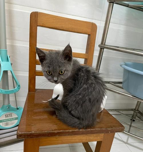 两个月大的蓝猫应该怎样喂食猫粮?喂食蓝猫的正确方法是什么?