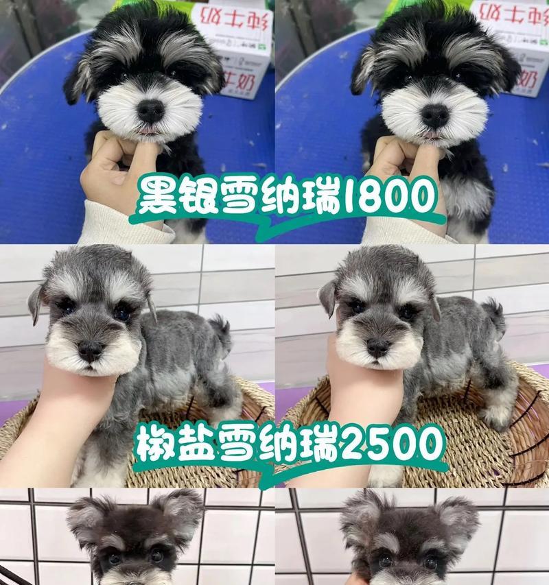 纯白雪纳瑞一个半月多少钱?购买时需要注意哪些事项?