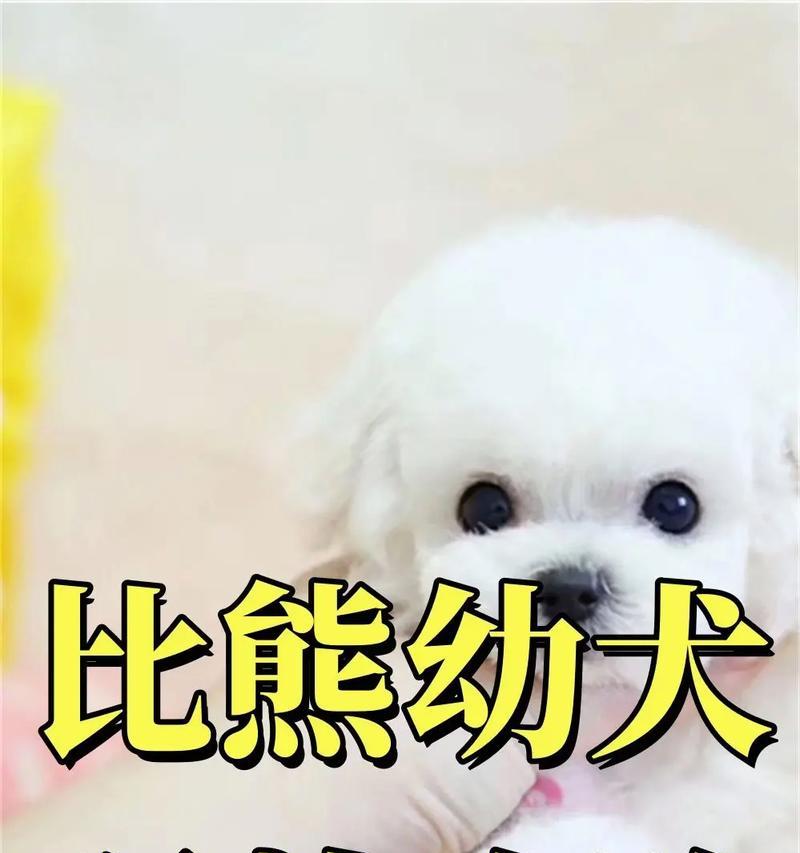 羊驼奶适合喂比熊犬吗?正确的喂养方法是什么?