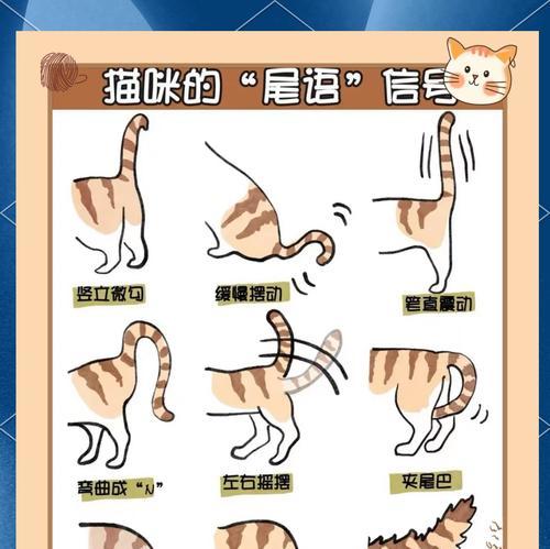 猫咪尾巴翘直是猫粮问题吗?