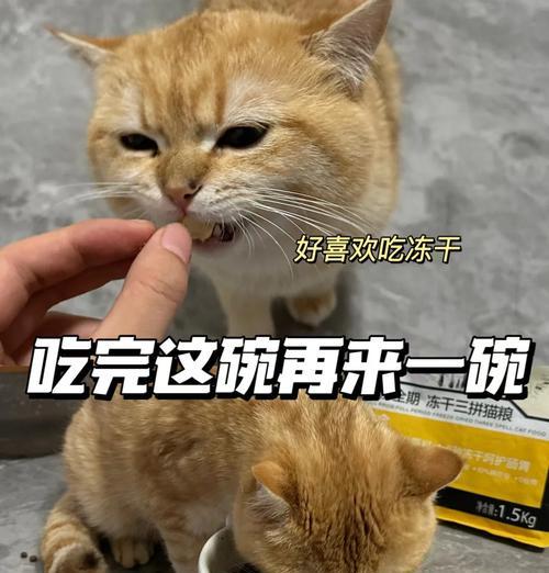 猫咪为何会把猫粮抛出？如何训练猫咪正确进食？