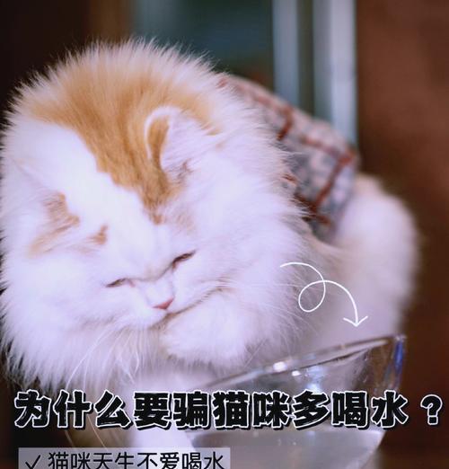 猫咪喝完水后能立即吃猫粮吗?
