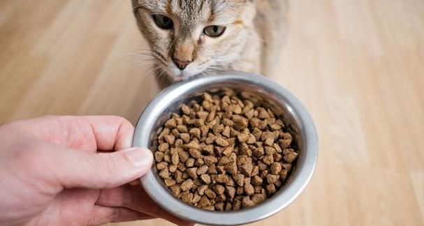 沙发下发现大量猫粮是怎么回事?可能的原因是什么?