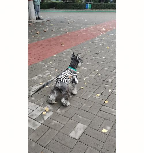 成年雪纳瑞犬标准体重是多少?
