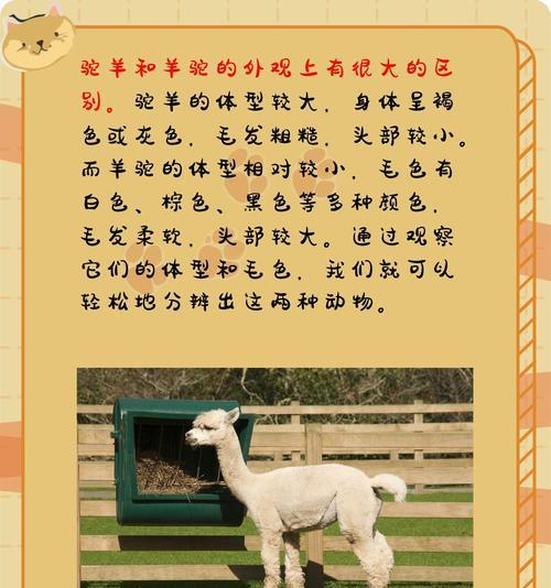羊驼名字怎么取才显得高大上?