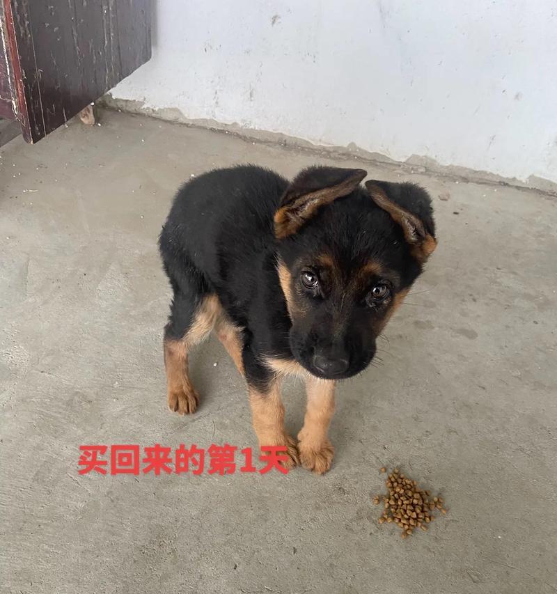 安阳地区办理德牧犬证需要多少钱?一个月的费用大概是多少?