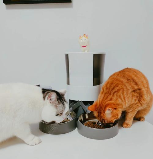 绝育后猫咪的喂食容器应如何选择?喂食时应注意什么?
